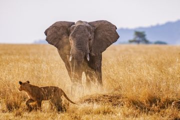 6-day Tanzania Luxury Safari