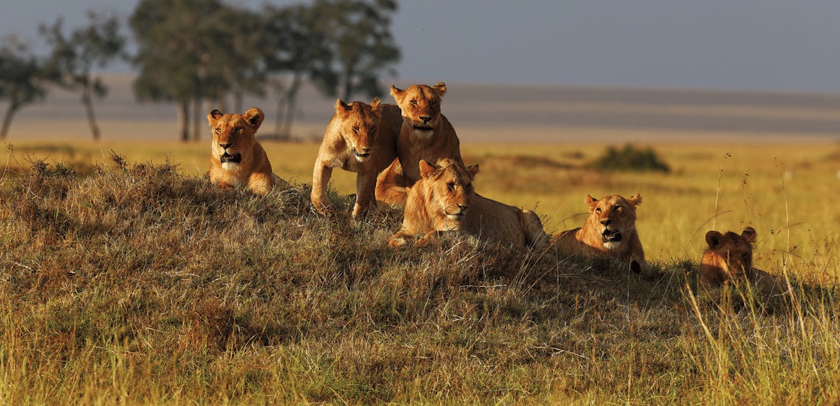 Best Safari Destinations in Tanzania