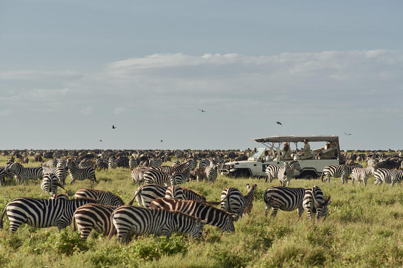 Animals in Serengeti